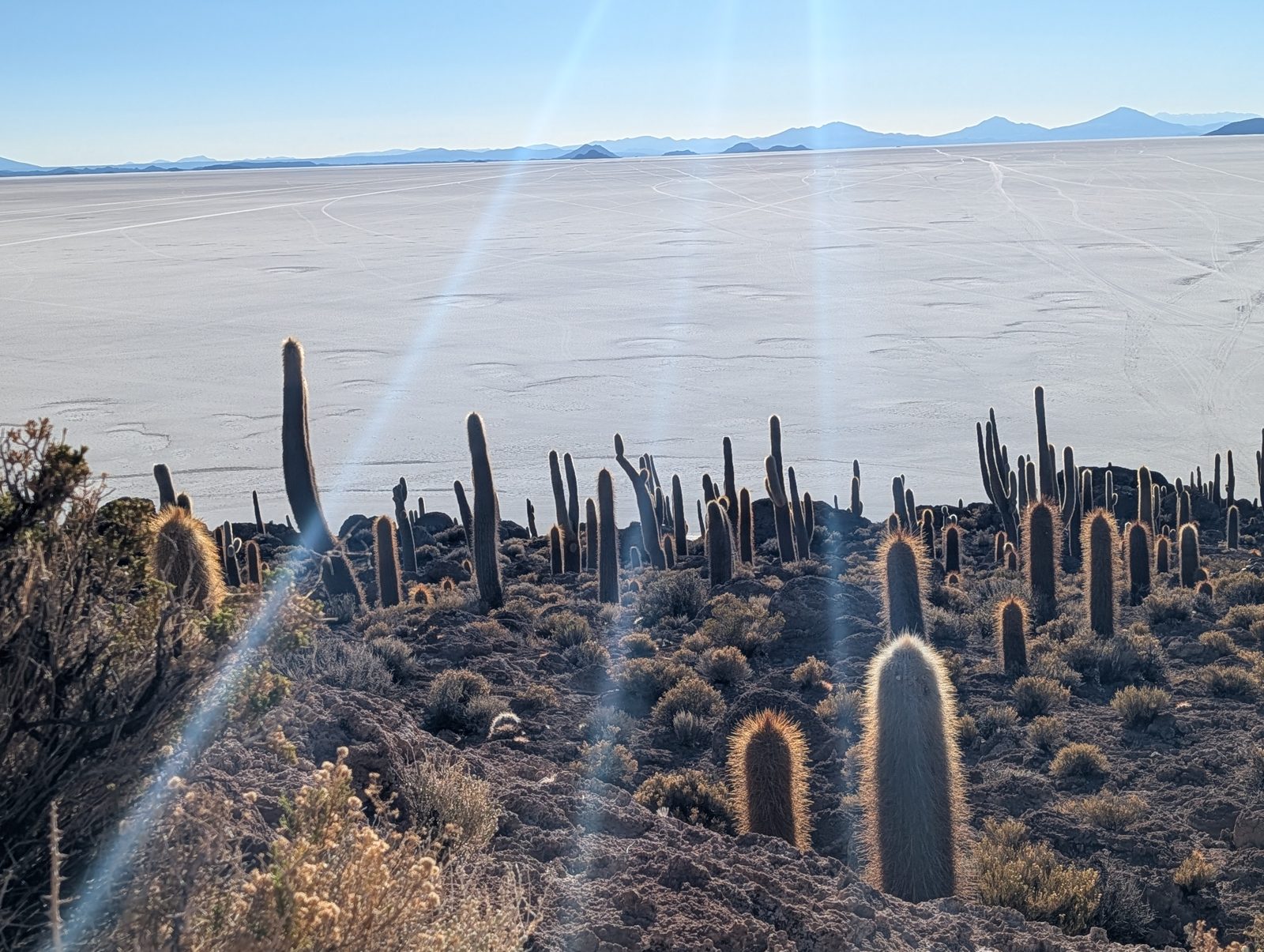 Isla Incahuasi. The biggest cacti are more than a thousand years old.
