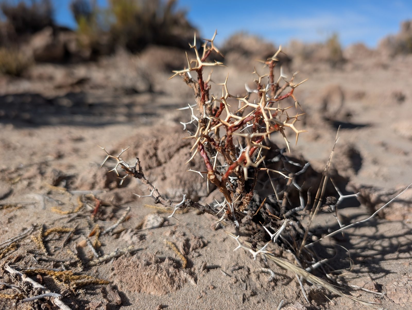 What grows at 4,000 meters: thorns.