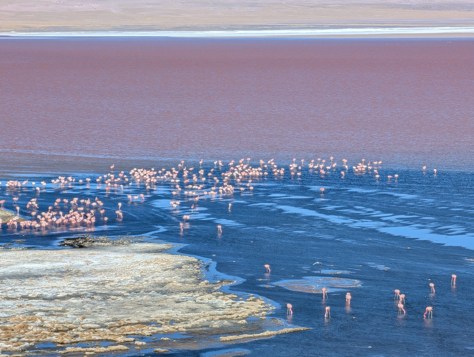 Laguna Colorada. The red is algae, the white is borax, and the pink is flamingos.