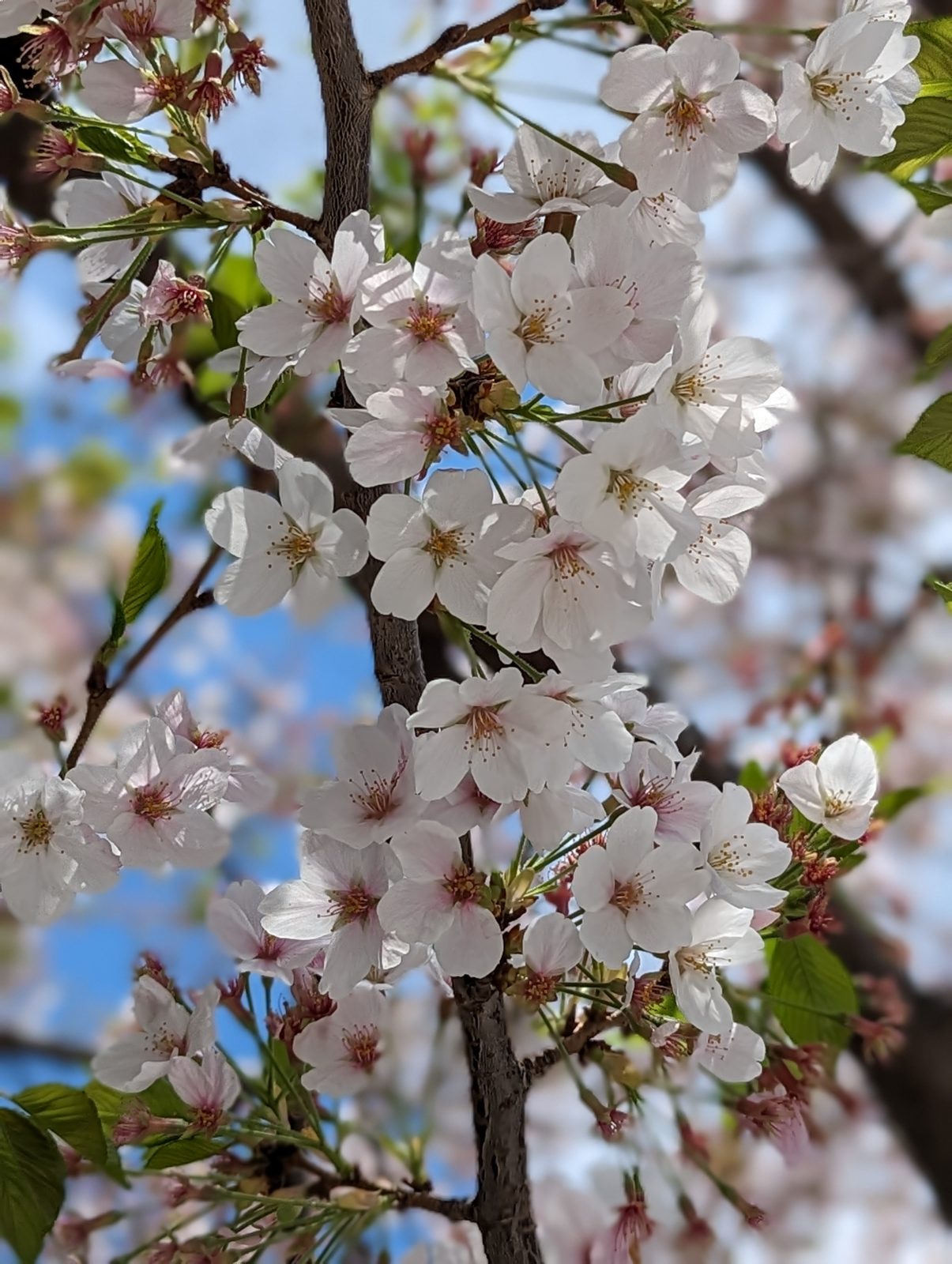 Asakusa, still in bloom.