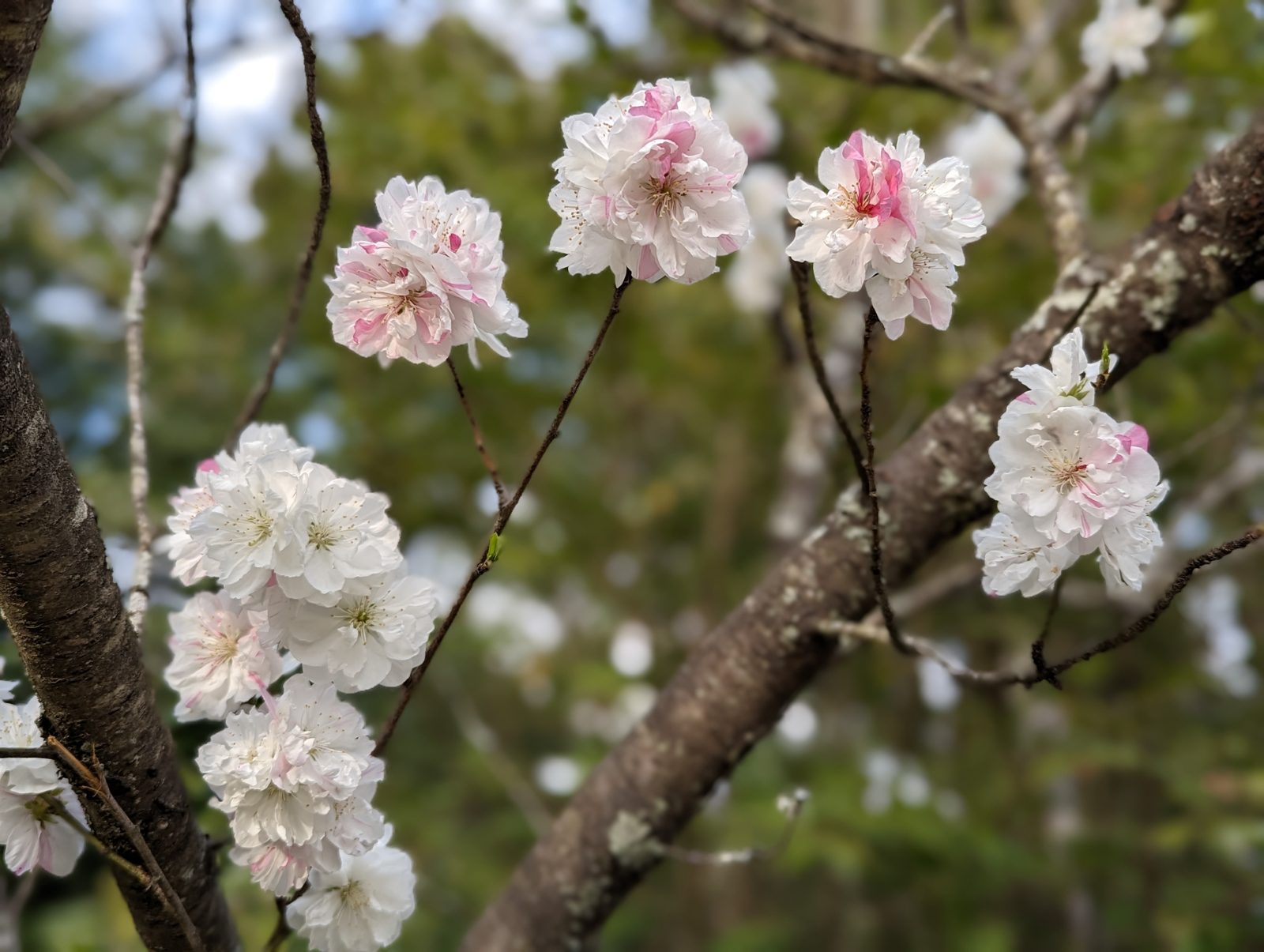 Double blossoms.