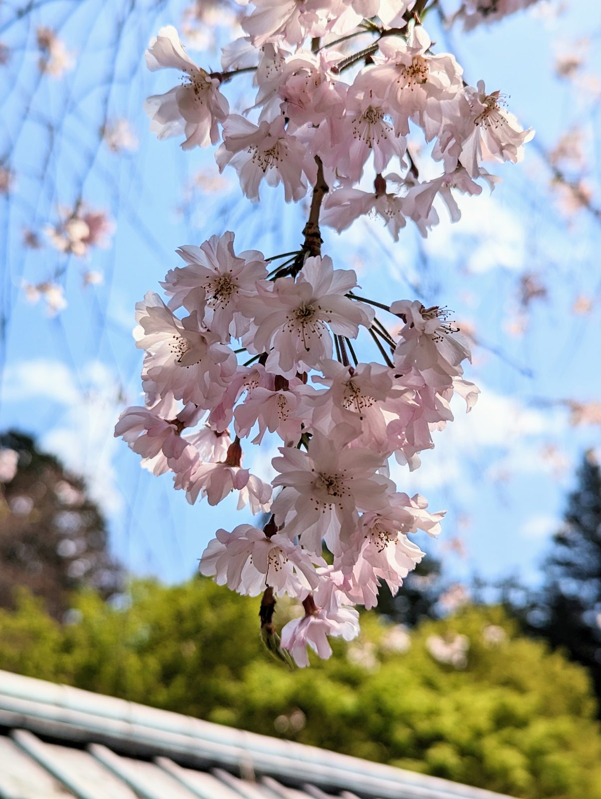 Blossoms against the roof.