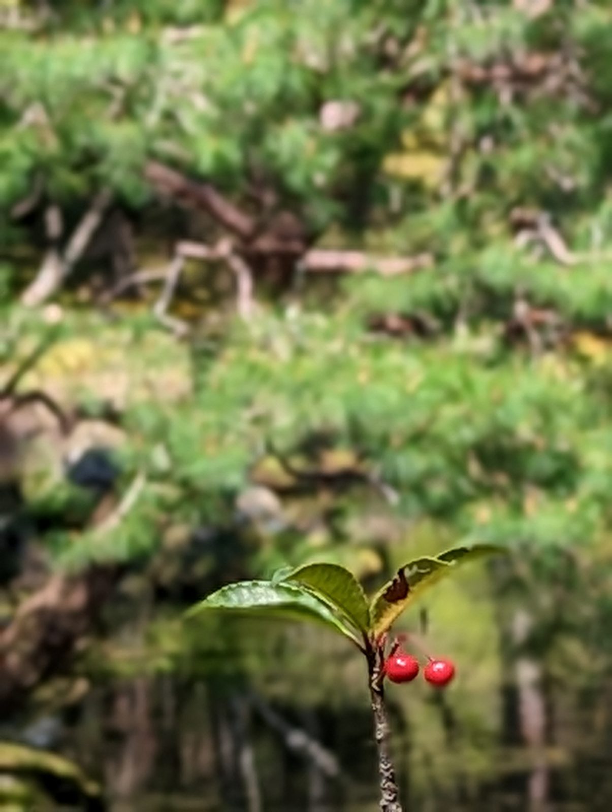 Red berries on green.