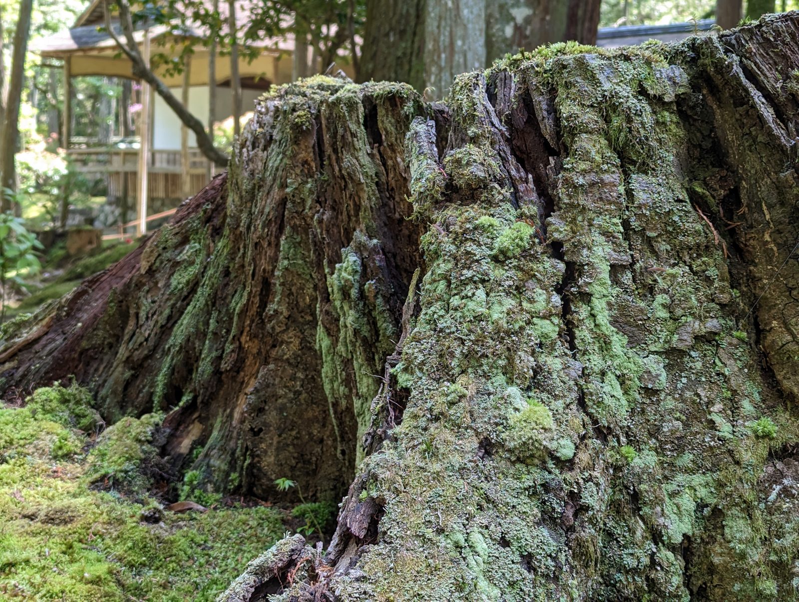 A stump, taken over.