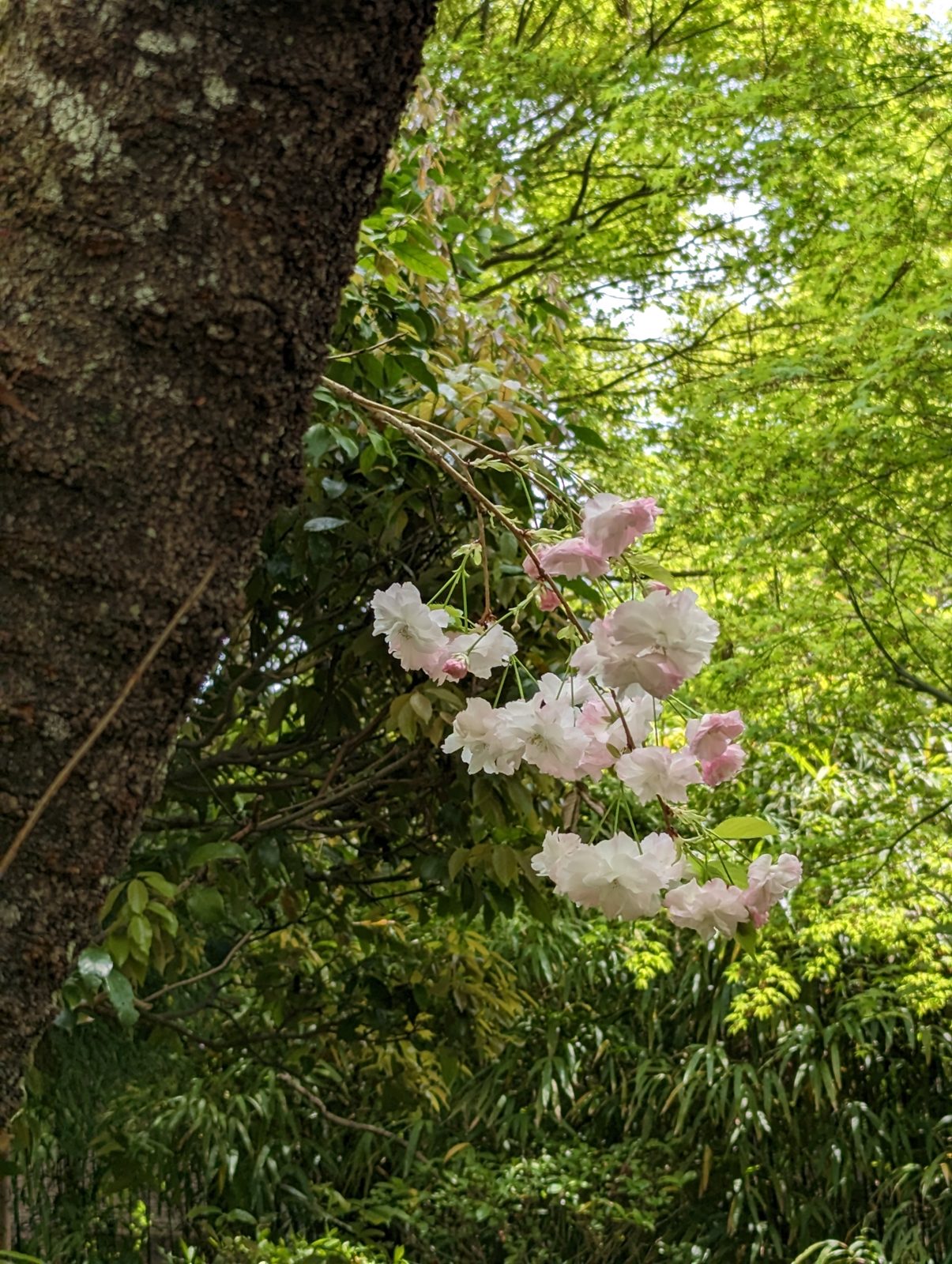 Blossoms in the shade.