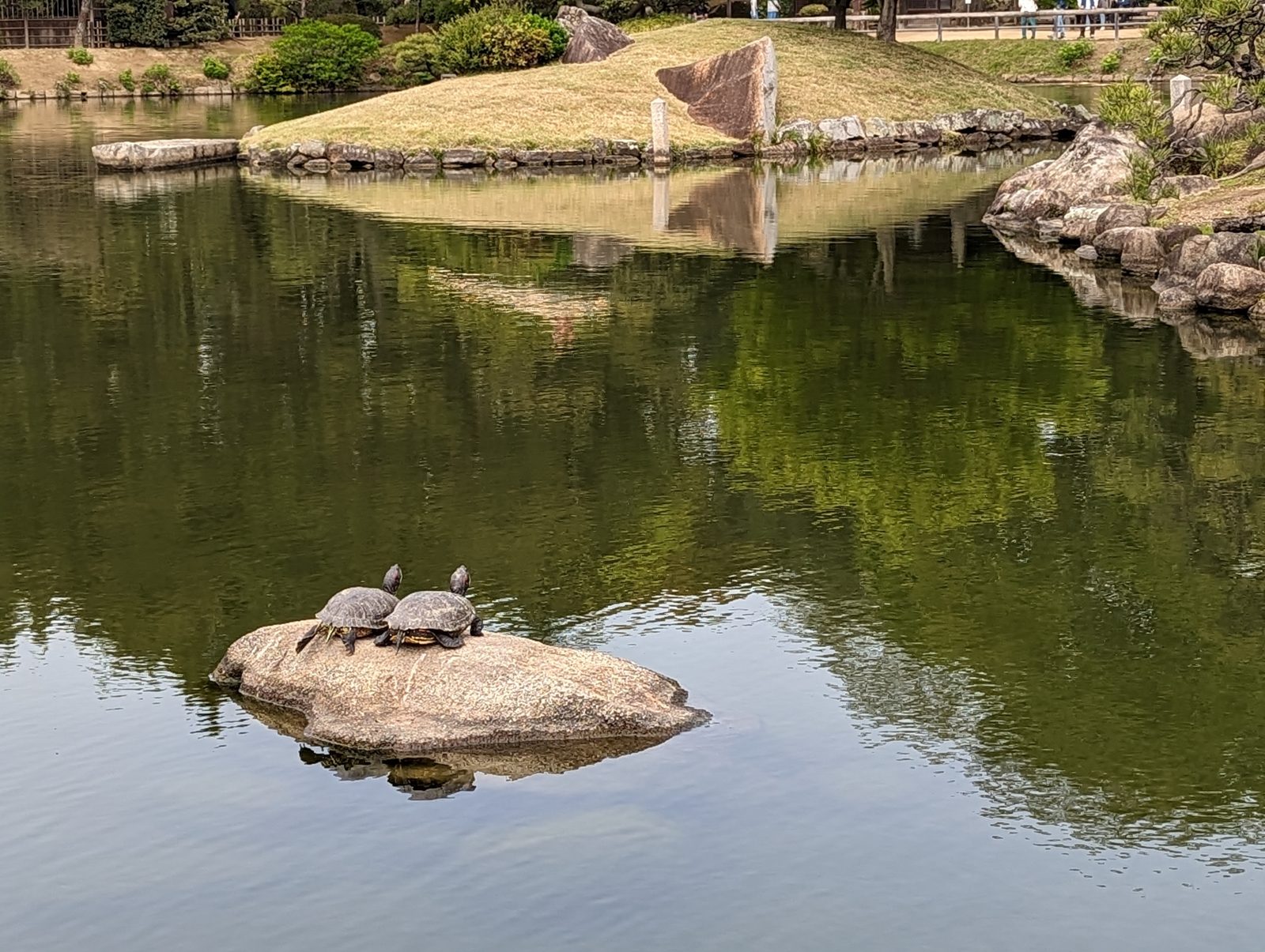 Turtles on a rock.